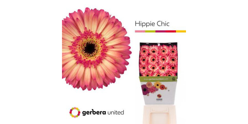 Gerbera Hippie Chic 50cm A1