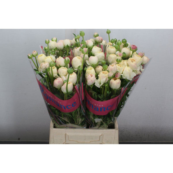 Ranunculus Romance Hydra 50cm A1 Col-Peach