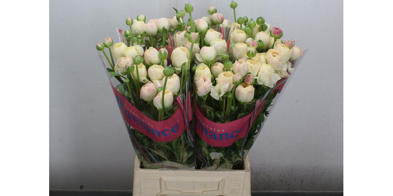 Ranunculus Romance Hydra 50cm A1 Col-Peach