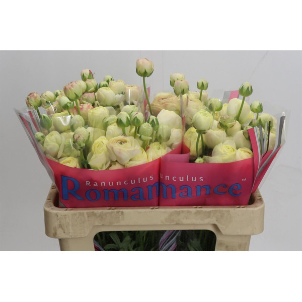 Ranunculus Romance Hydra 50 cm A1