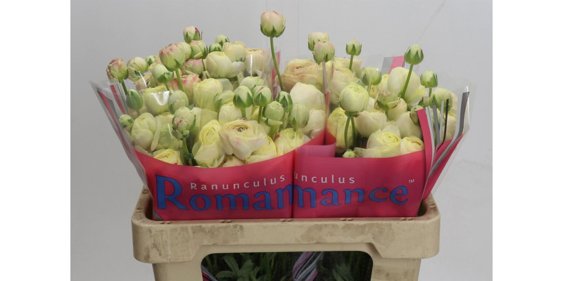 Ranunculus Romance Hydra 50 cm A1