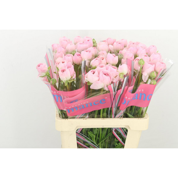 Ranunculus Romance Maritime 60cm A1 Col-Pink