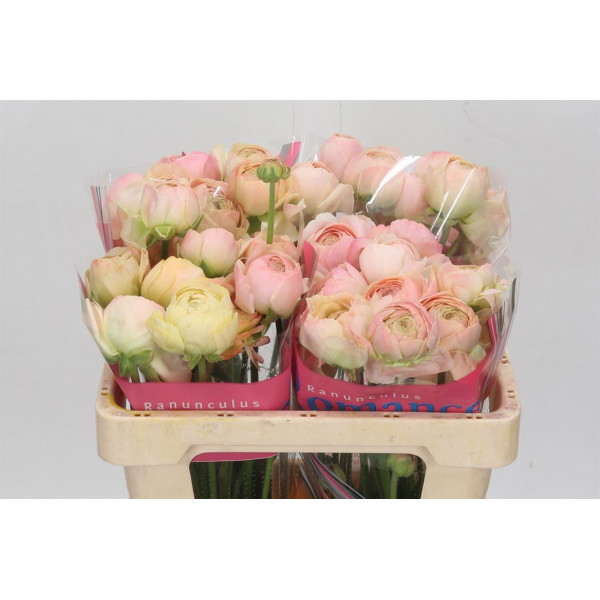 Ranunculus Romance Maritime 60cm A1