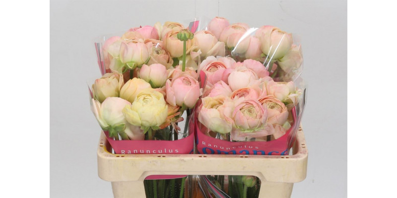 Ranunculus Romance Maritime 60cm A1