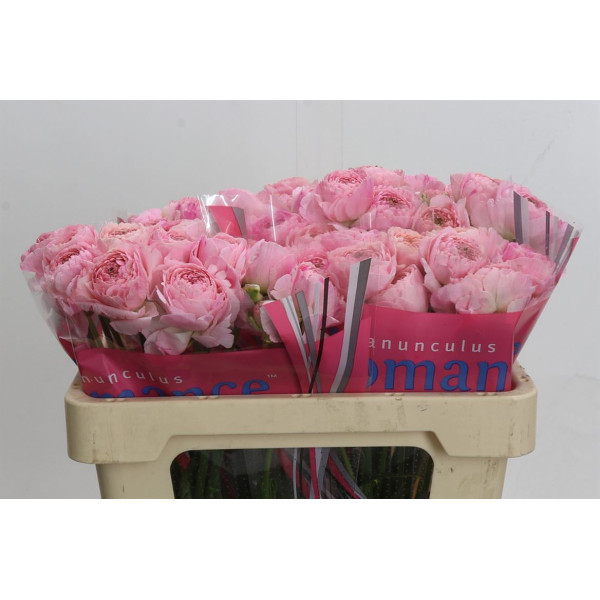 Ranunculus Romance Maritime 50 cm A1