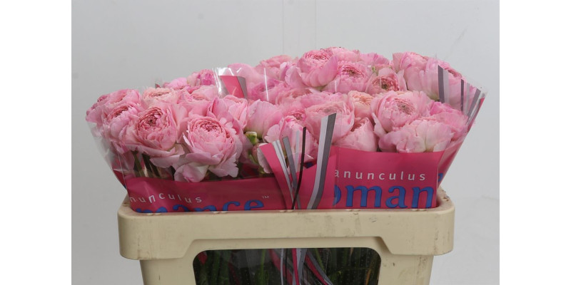 Ranunculus Romance Maritime 50 cm A1