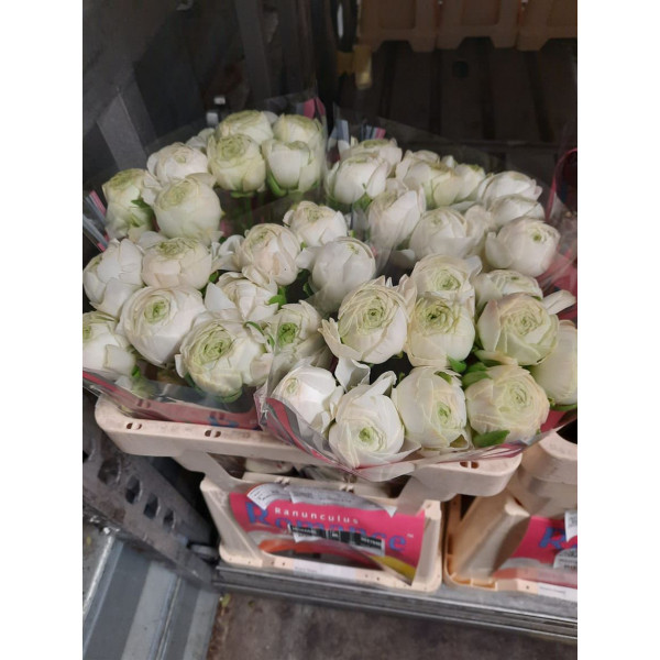 Ranunculus Romance Montenvers 50 A1White