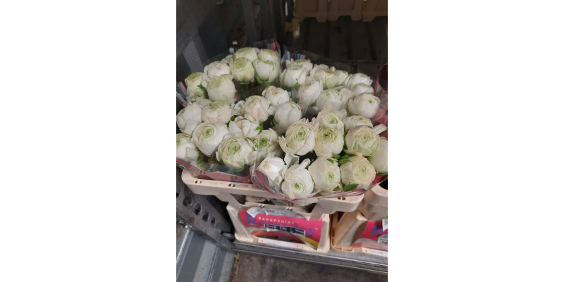 Ranunculus Romance Montenvers 50 A1White