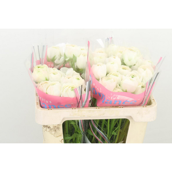 Ranunculus Romance Montenvers 50cm A1