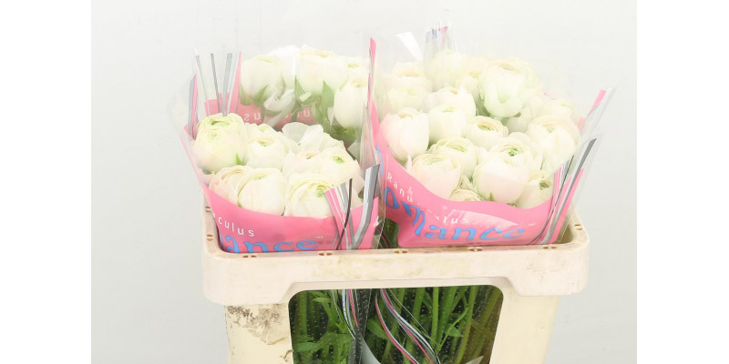 Ranunculus Romance Montenvers 50cm A1