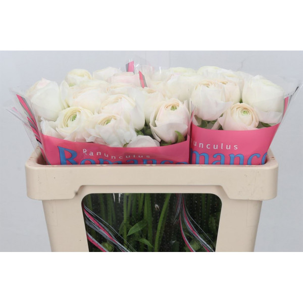 Ranunculus Romance Montenvers 50cm A1