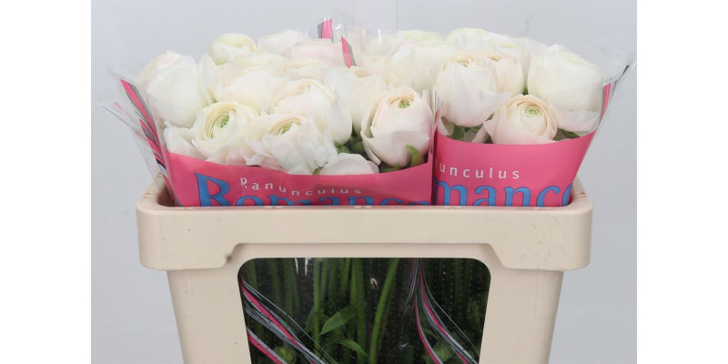 Ranunculus Romance Montenvers 50cm A1