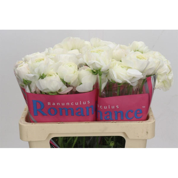 Ranunculus Romance Montenvers 50 cm A1