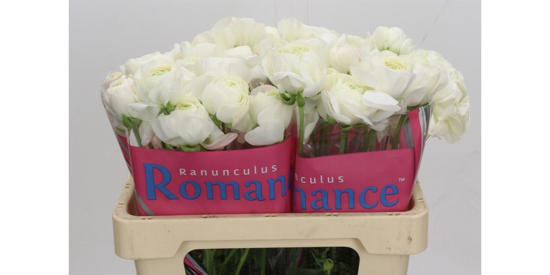 Ranunculus Romance Montenvers 50 cm A1