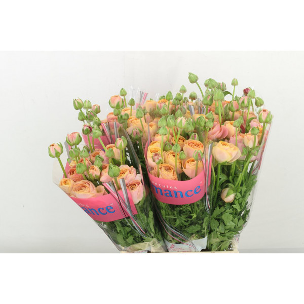 Ranunculus Romance Nohant 50cm A1