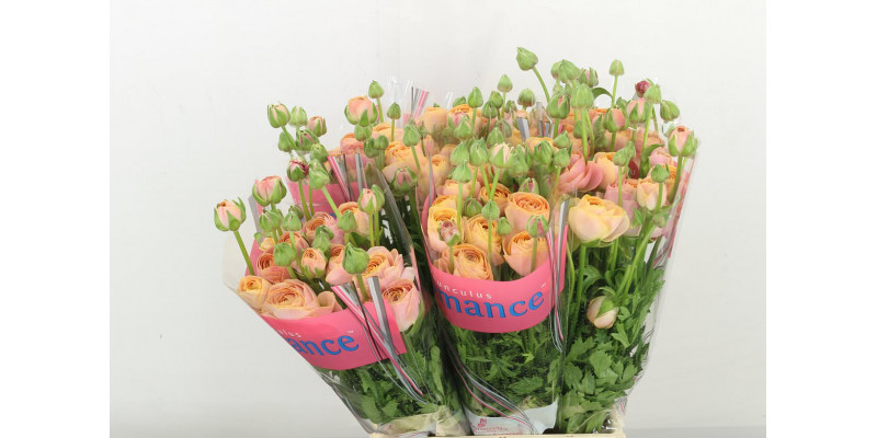 Ranunculus Romance Nohant 50cm A1