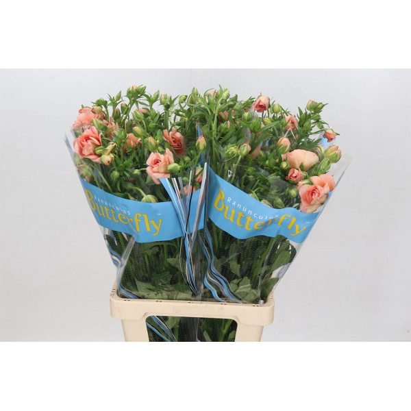 Ranunculus Butterfly Eris 60cm A1