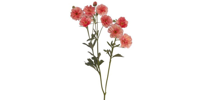 Ranunculus Butterfly Eris 70cm A1