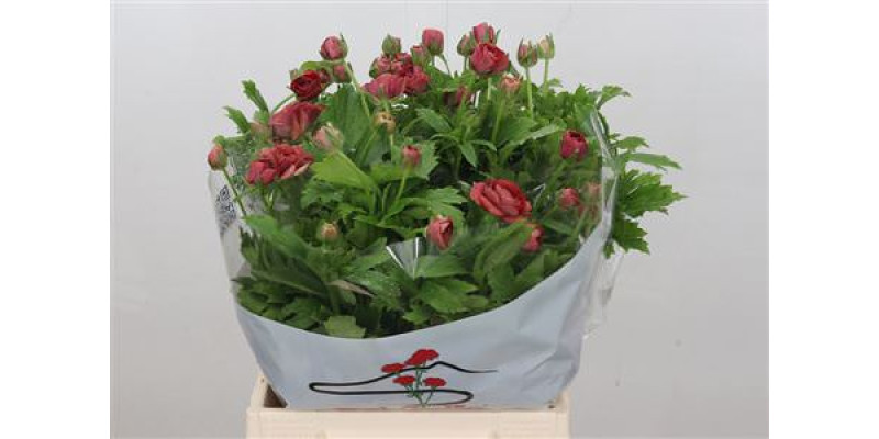 Ranunculus Butterfly Eris 45cm A1