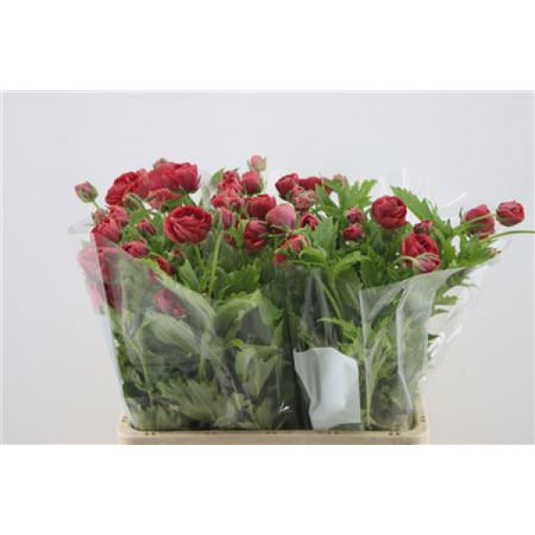 Ranunculus Butterfly Eris 60cm A1