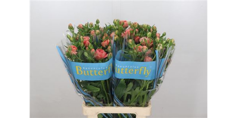 Ranunculus Butterfly Eris 70cm A1