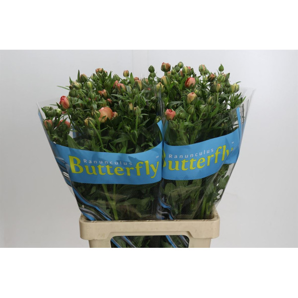 Ranunculus Butterfly Eris 70 cm A1