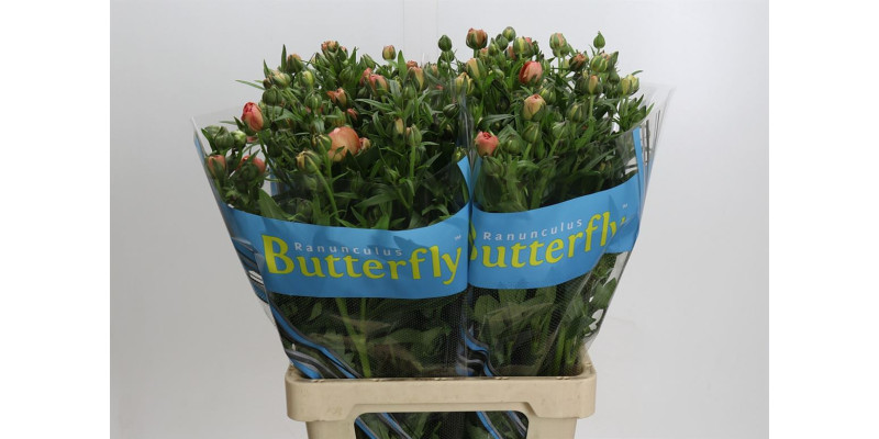 Ranunculus Butterfly Eris 70 cm A1