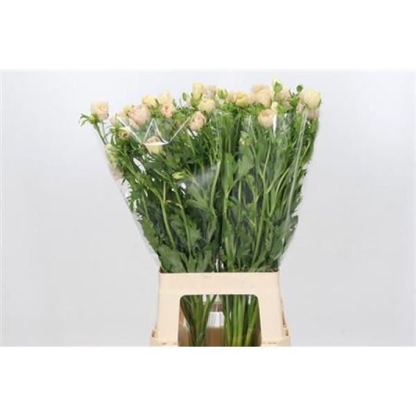 Ranunculus Butterfly Melissa 60cm  Col-Peach