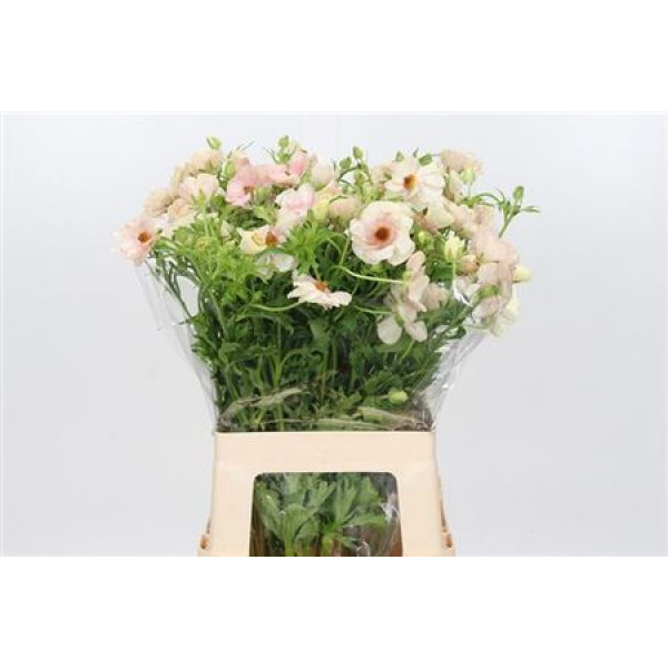 Ranunculus Butterfly Melissa 50cm  Col-Peach