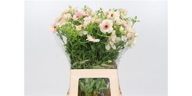 Ranunculus Butterfly Melissa 50cm  Col-Peach