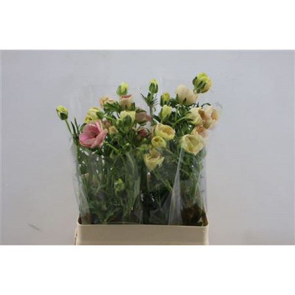 Ranunculus Butterfly Melissa 60cm A1