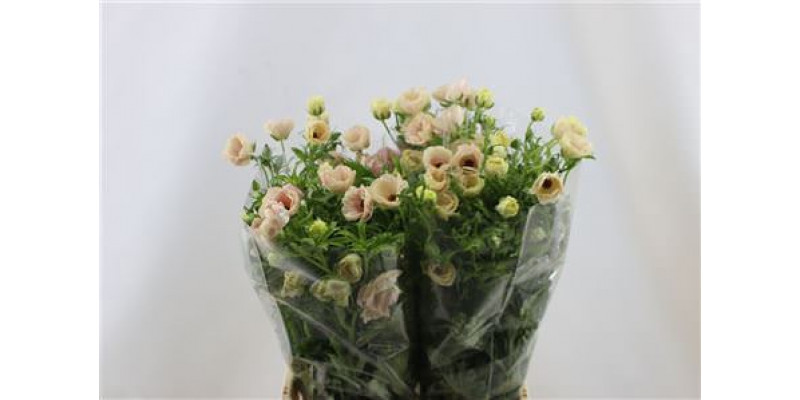 Ranunculus Butterfly Melissa 70cm A1