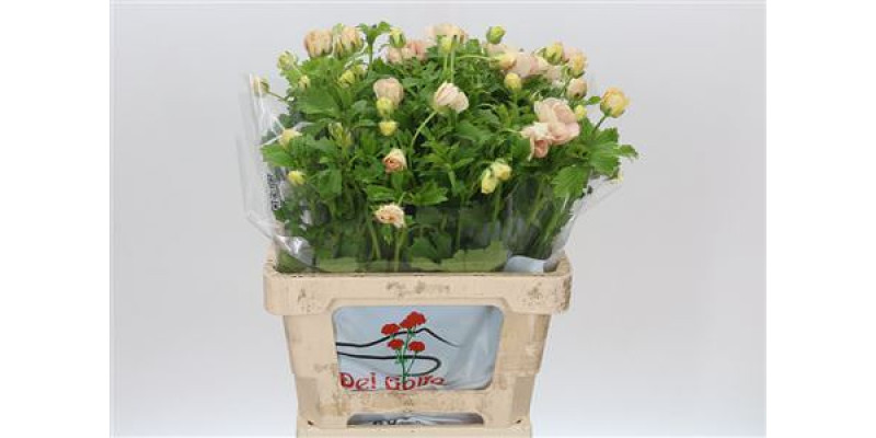 Ranunculus Butterfly Melissa 60 cm A1