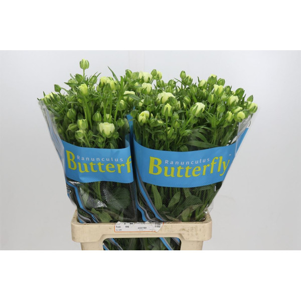 Ranunculus Butterfly Graces 70 cm A1