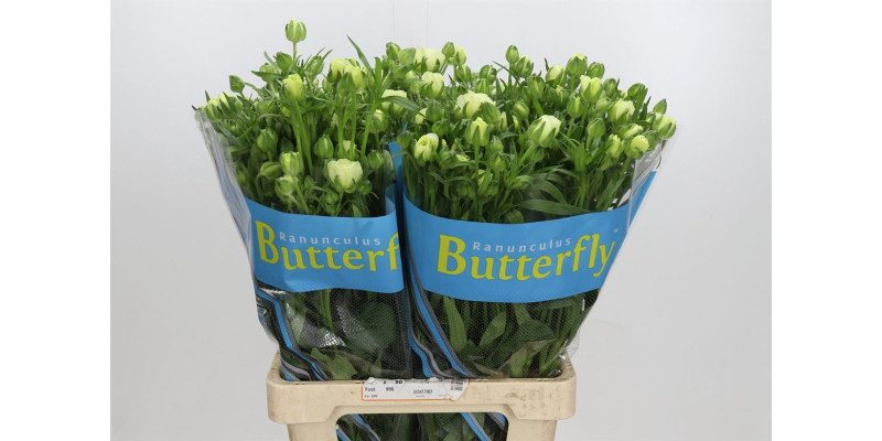 Ranunculus Butterfly Graces 70 cm A1