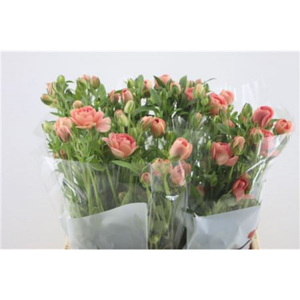 Ranunculus Butterfly Hestia 60cm A1