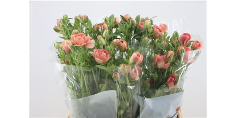 Ranunculus Butterfly Hestia 60cm A1