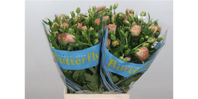 Ranunculus Butterfly Hestia 50cm A1