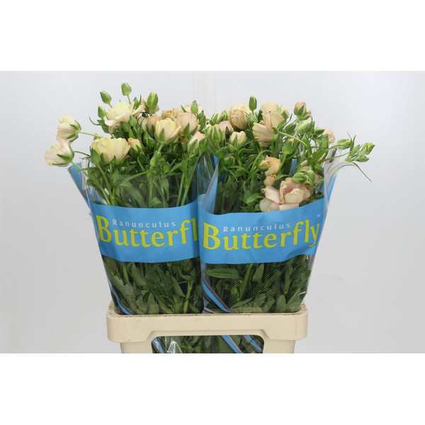 Ranunculus Butterfly Hestia 70 cm A1