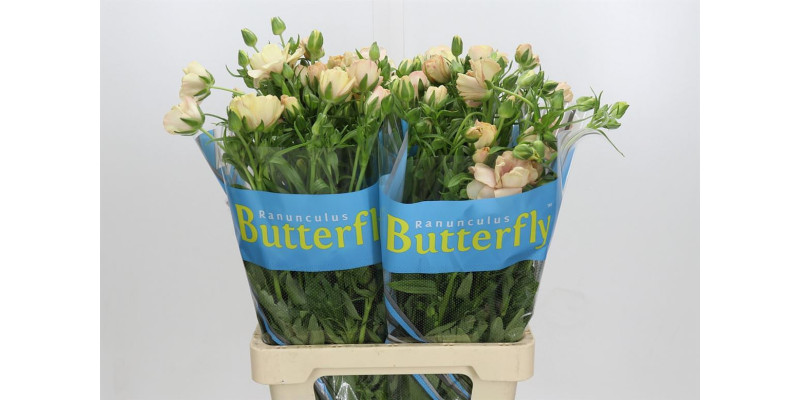 Ranunculus Butterfly Hestia 70 cm A1