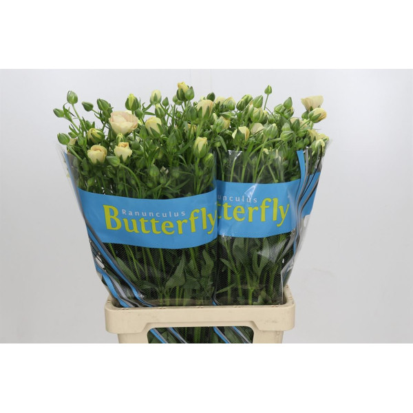 Ranunculus Butterfly Keramos 70 cm A1