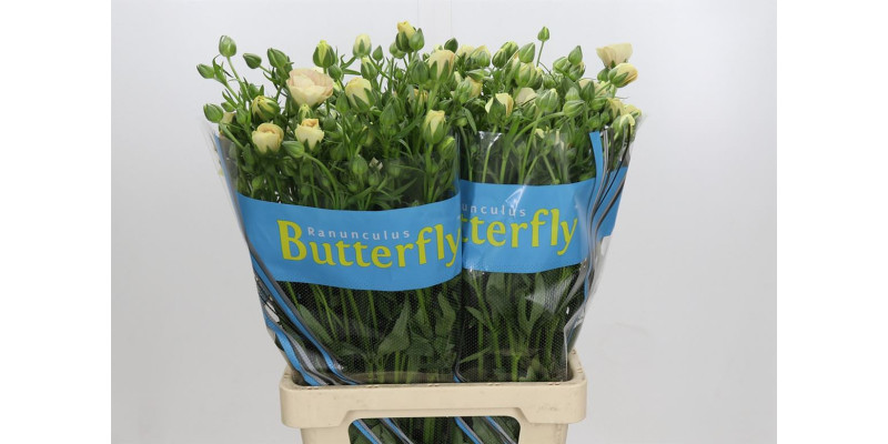 Ranunculus Butterfly Keramos 70 cm A1
