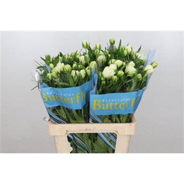 Buy fresh Flowers wholesale