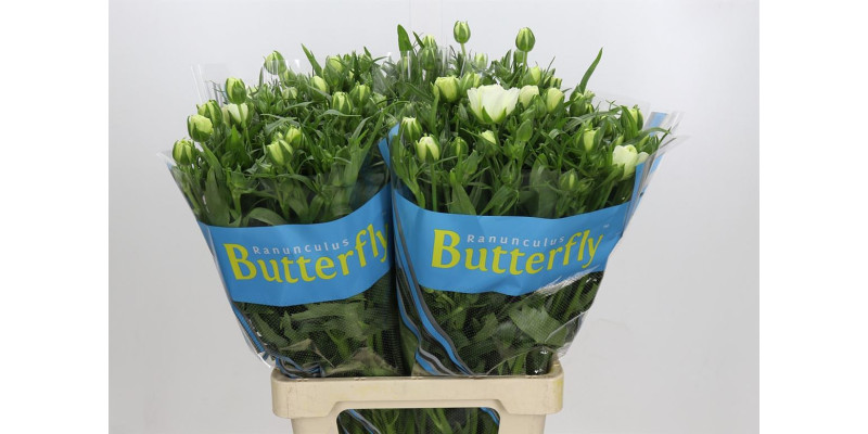 Ranunculus Butterfly Ninos 70 cm A1