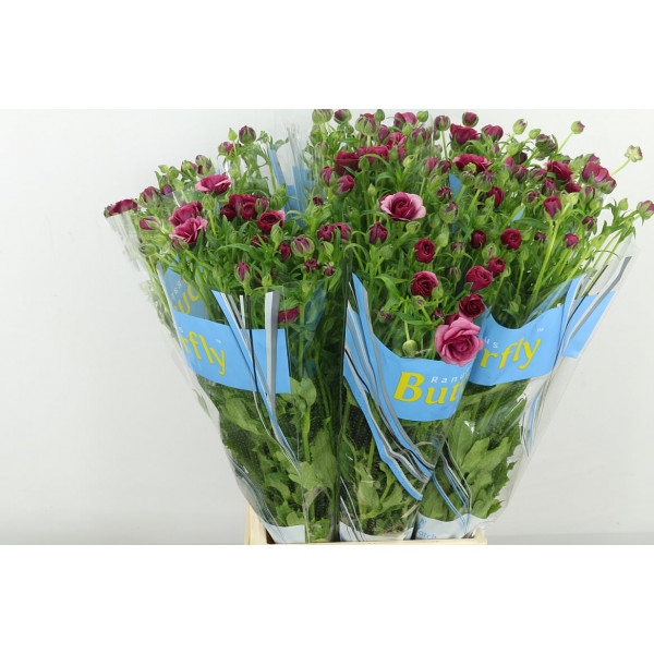 Ranunculus Butterfly Thiva 60cm A1 Col-Purple