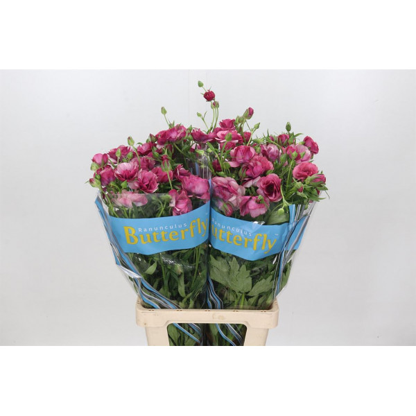 Ranunculus Butterfly Thiva 70cm A1