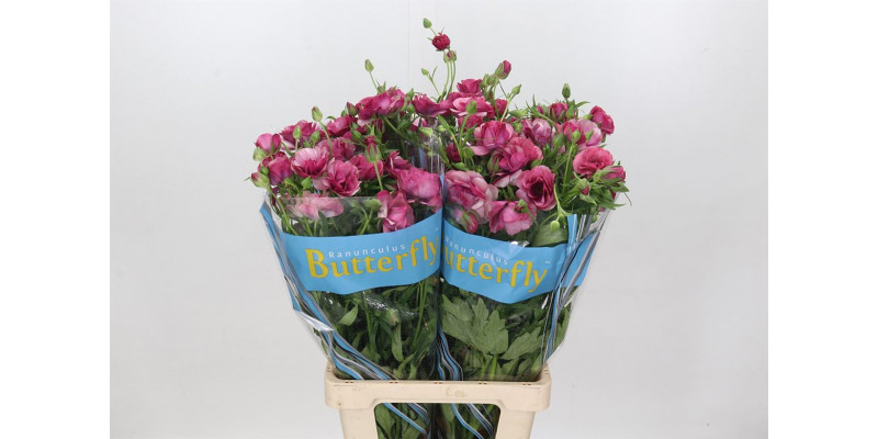 Ranunculus Butterfly Thiva 70cm A1