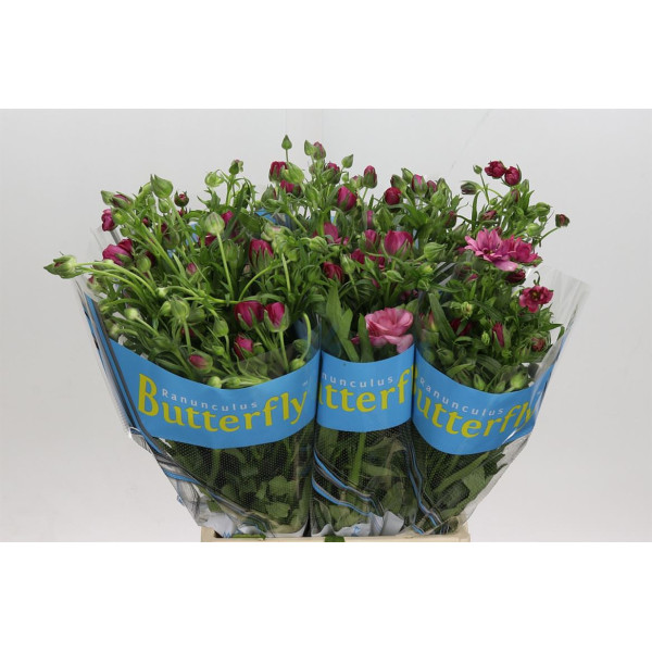 Ranunculus Butterfly Thiva 50 cm A1
