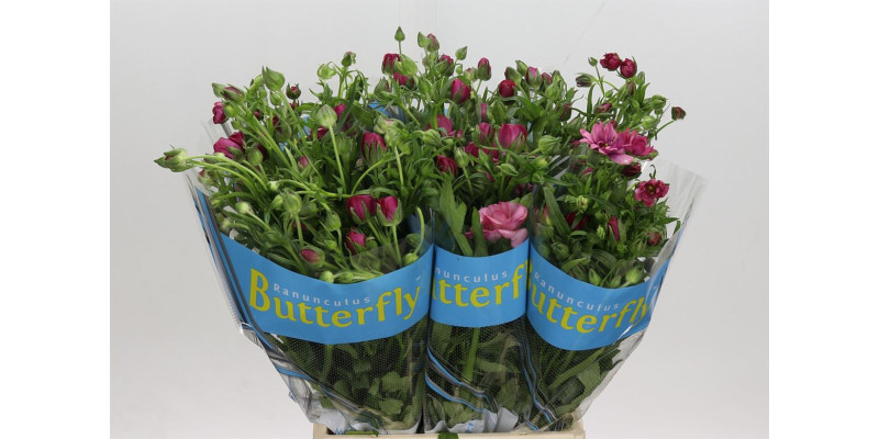 Ranunculus Butterfly Thiva 50 cm A1