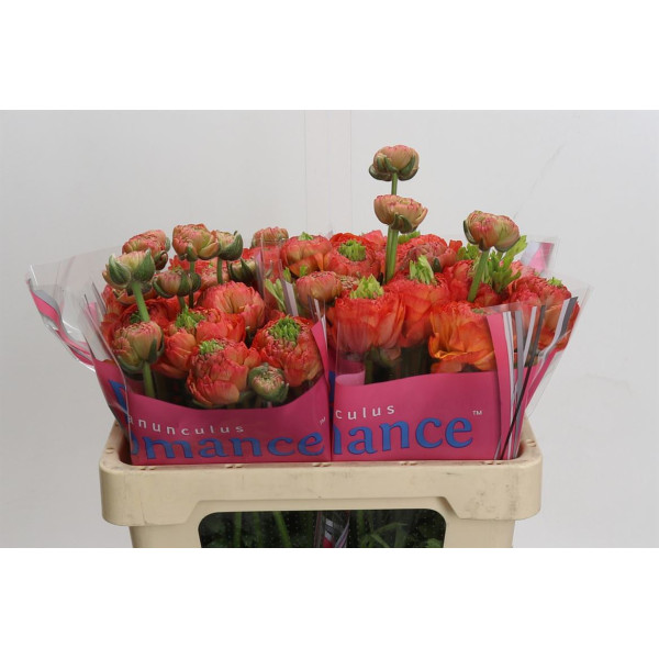 Ranunculus Romance Paradou 50 cm A1